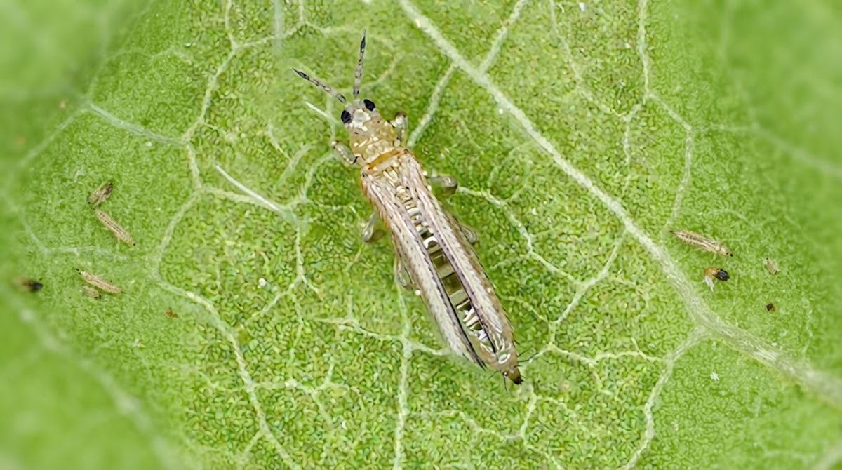 Serangga Thrips