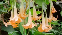 Bunga terompet (Brugmansia). (Sumber: gardenia.net)