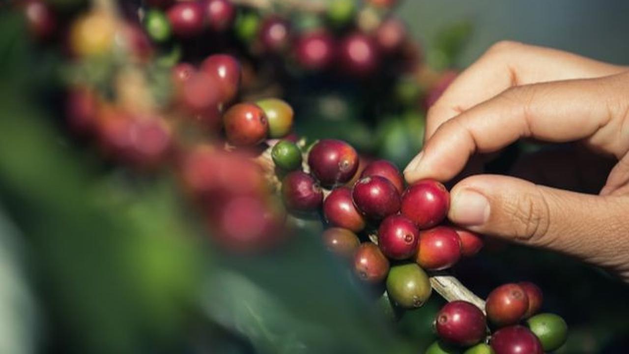 Kebun Kopi<br>