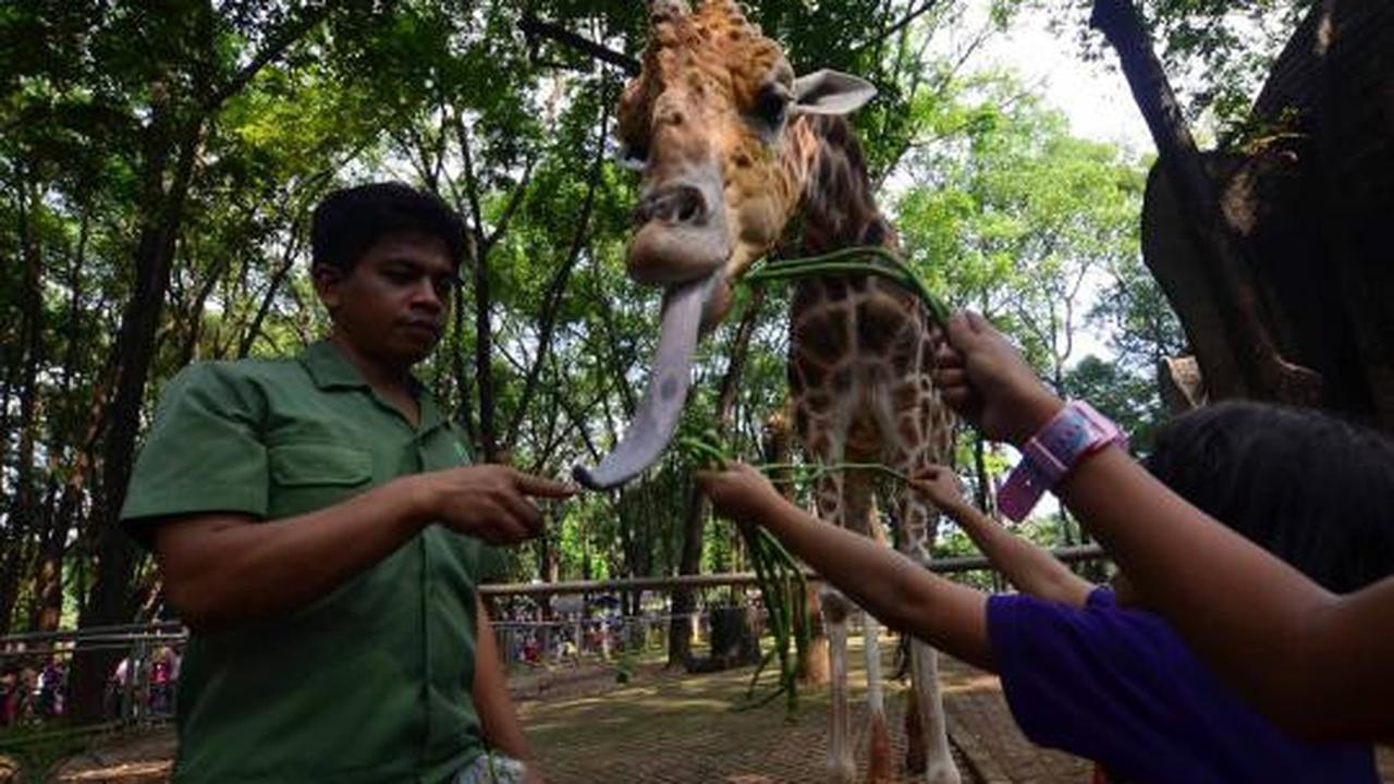 KTP DKI, Gratis masuk Ragunan 