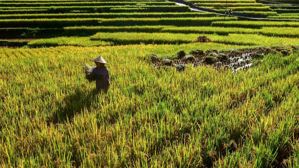 Kesalahan Petani dalam Mengatasi Hama Padi dan Cara Menghindarinya