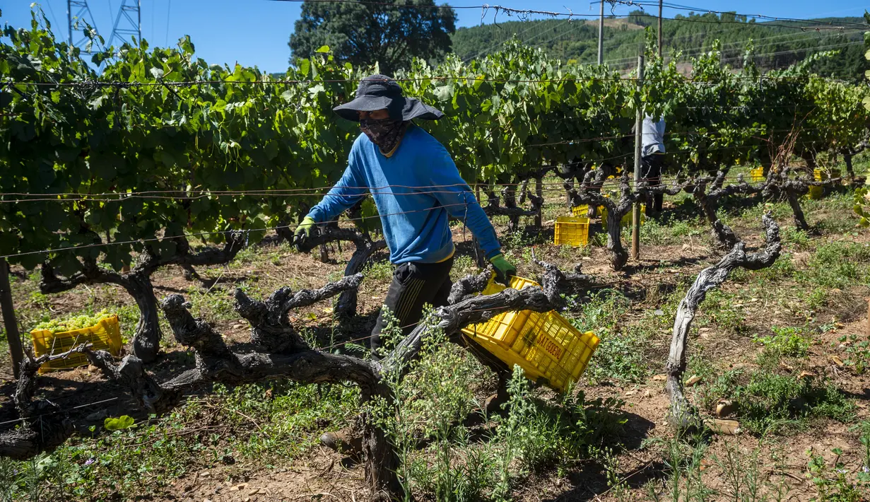 Seorang pemetik anggur yang memakai masker bekerja selama panen tahun 2020 di kebun anggur kilang anggur Godeval di O Barco de Valdeorras, Spanyol (26/8/2020). (AFP Photo/Miguel Riopa)