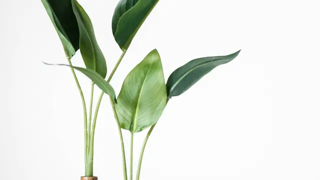 Cast Iron Plant (Aspidistra)