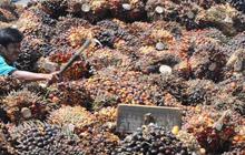 Ribut-ribut CPO lawan Malaysia
