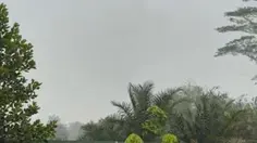 Kabut Asap Kebakaran Hutan Masih Hantui Desa Limbung Kalbar
