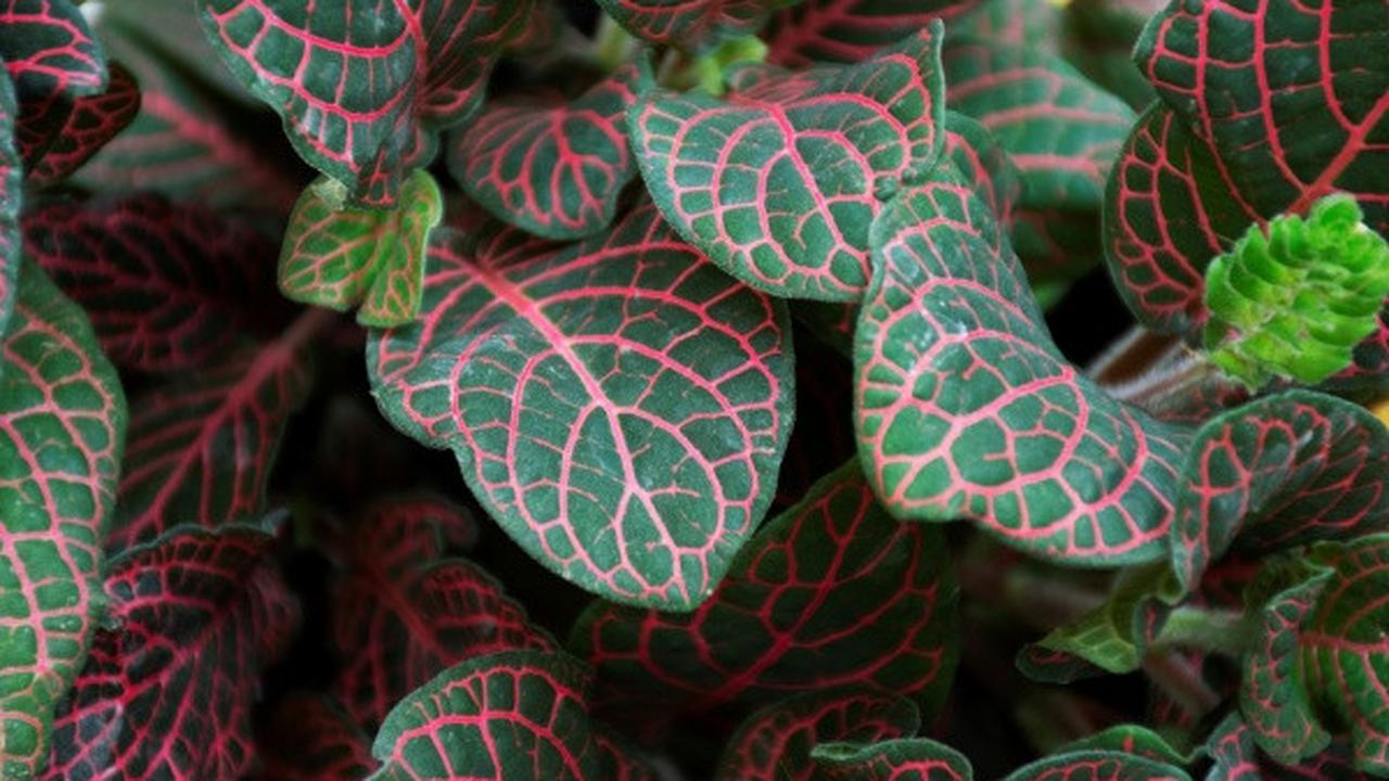 Ilustrasi Fittonia Red Vein (Sumber: Freepik)