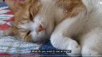 Menakjubkan, Kucing Ini Bisa Diajak Ngobrol Tuannya