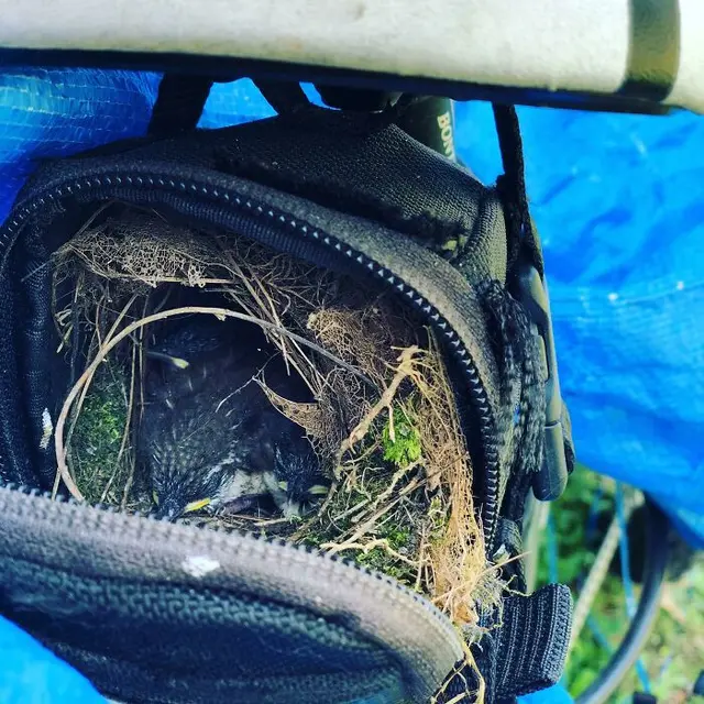 Sarang Burung di Tempat Unik
