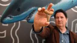Seorang penggemar amatir fosil, Philip Mullaly memegang gigi langka dari hiu raksasa prasejarah di Museum Melbourne, Kamis (9/8). Fosil gigi hiu raksasa sepanjang 7 centimeter ini berukuran dua kali lipat dari gigi hiu putih. (AFP Photo/William WEST)