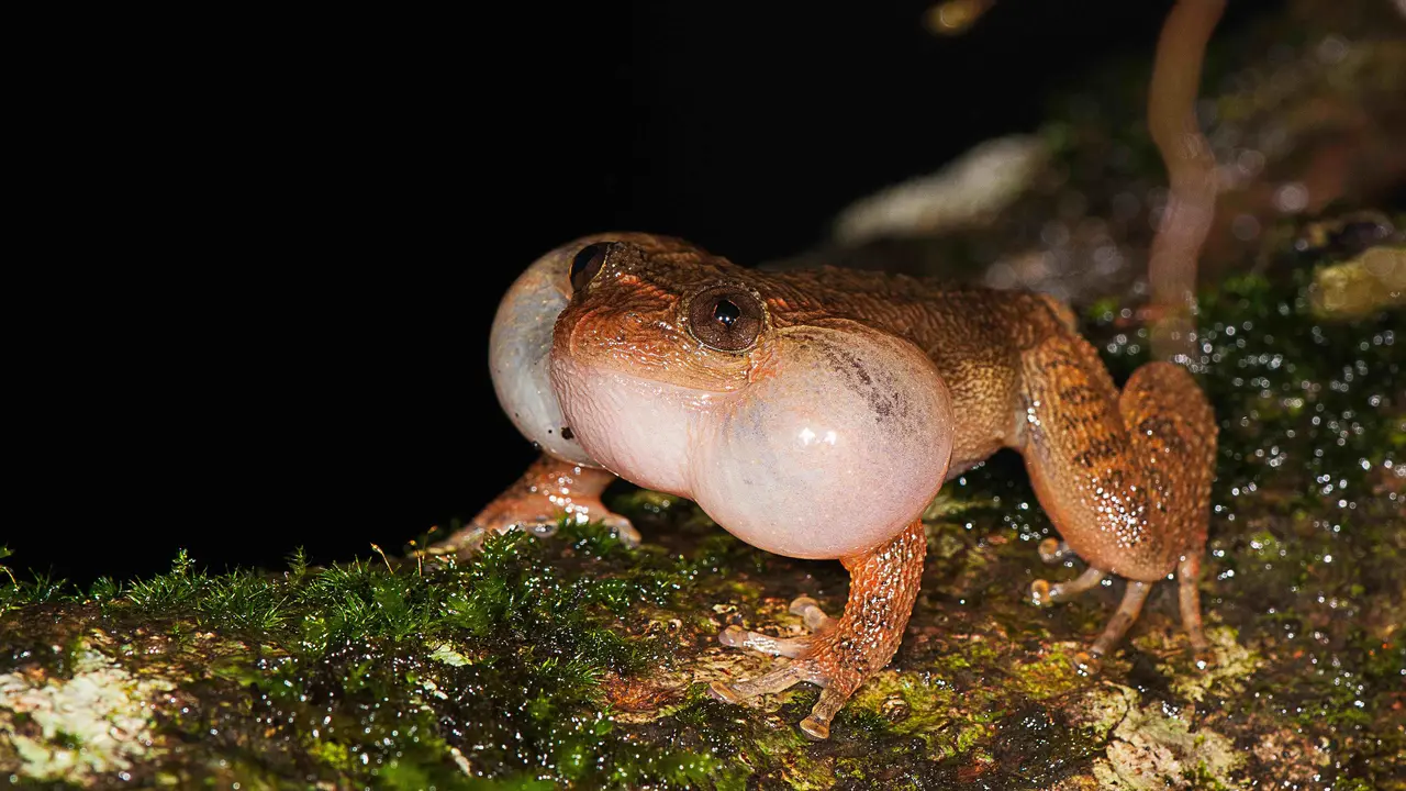 [Bintang] Katak