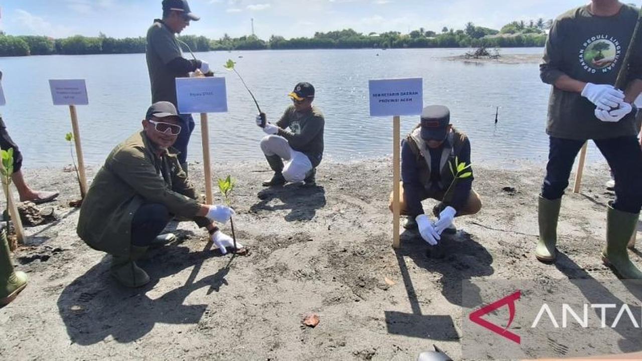Pemerintah Aceh Bersama Industri Migas dan LSM Tanam 1.000 Mangrove, Perkuat Lingkungan Pesisir