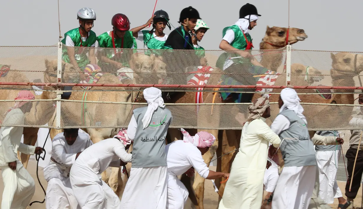 Asisten joki membantu mempersiapkan unta saat balapan unta di festival warisan Sheikh Sultan Bin Zayed al-Nahyan di Abu Dhabi, Uni Emirat Arab (10/2). Balap unta merupakan olahraga tradisional dari Uni Arab Emirates. (AFP/Karim Sahib)