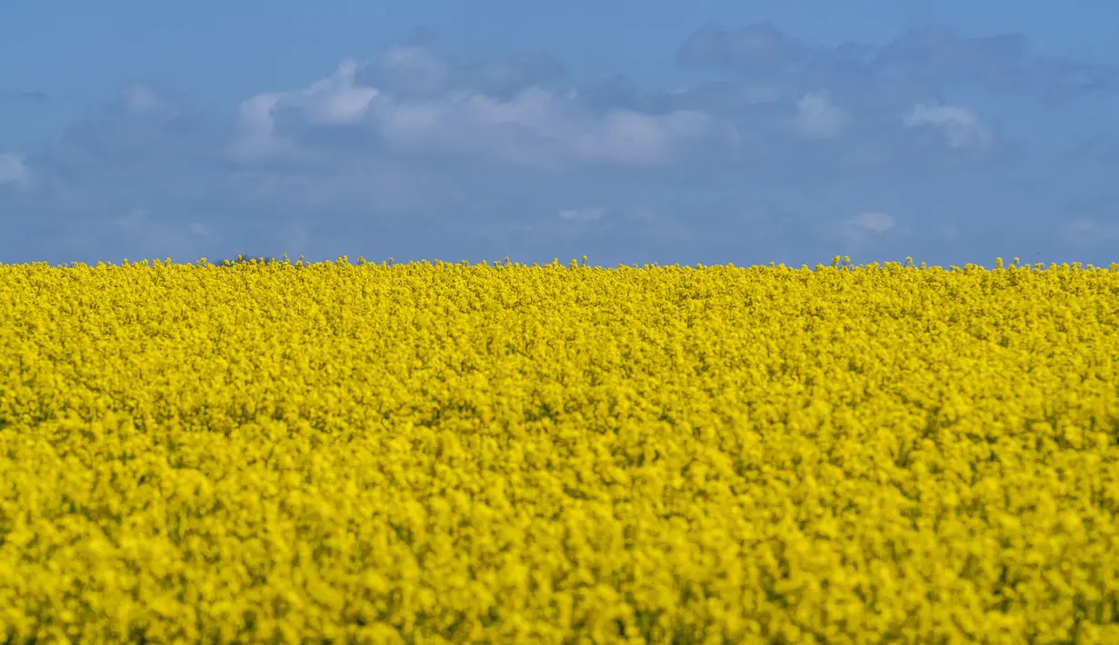 <p>Ladang bunga canola berwarna kuning keemasan yang mekar dan langit biru di Lellinge dekat Koege, Denmark timur, pada 15 Mei 2022. Lanskap tersebut terlihat menyerupai warna bendera nasional Ukraina yang berwarna biru dan kuning. (Mads Claus Rasmussen / Ritzau Scanpix / AFP)</p>