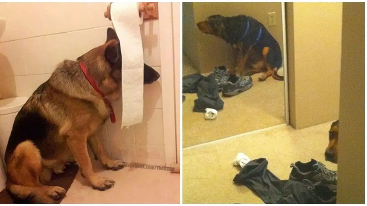 7 Potret Aksi Anjing saat Bersembunyi Ini Bikin Gemas