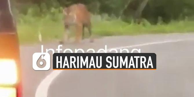 VIDEO: Viral Harimau Sumatera Berkeliaran di Jalan