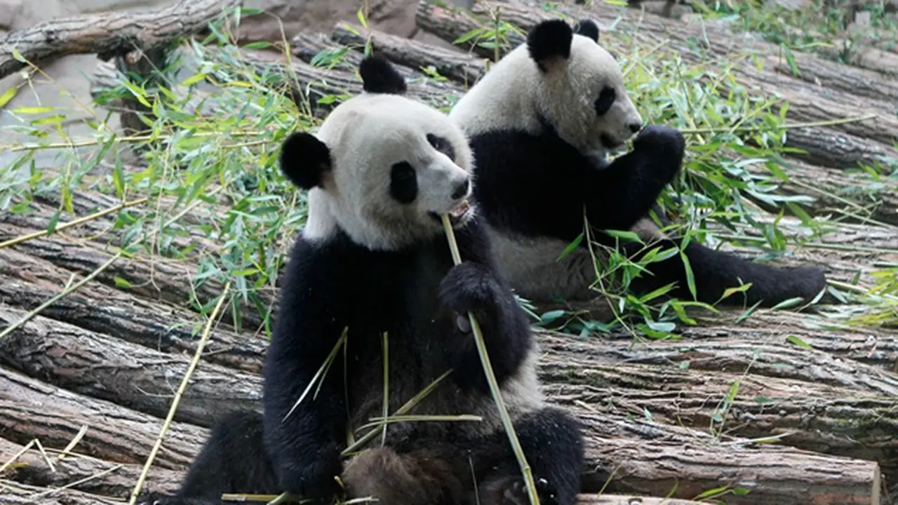 Panda jantan Yuan Zi (kanan) dan panda betina Huan Huan saat makan bambu di ZooParc de Beauval di Saint-Aignan, Prancis, pada Selasa, 17 Januari 2012.