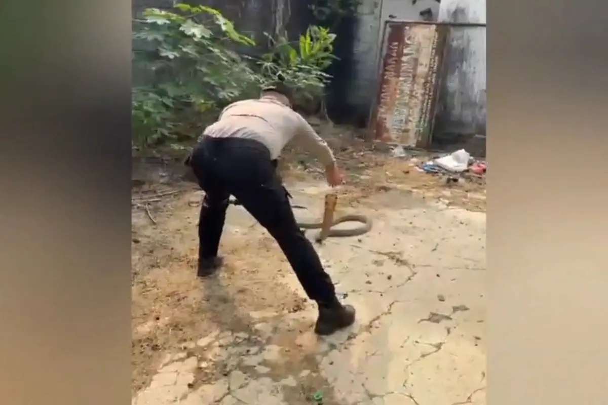 Aksi Heroik Polisi Evakuasi King Kobra 2,5 Meter yang Bersarang di Halaman Rumah Warga di Lampung