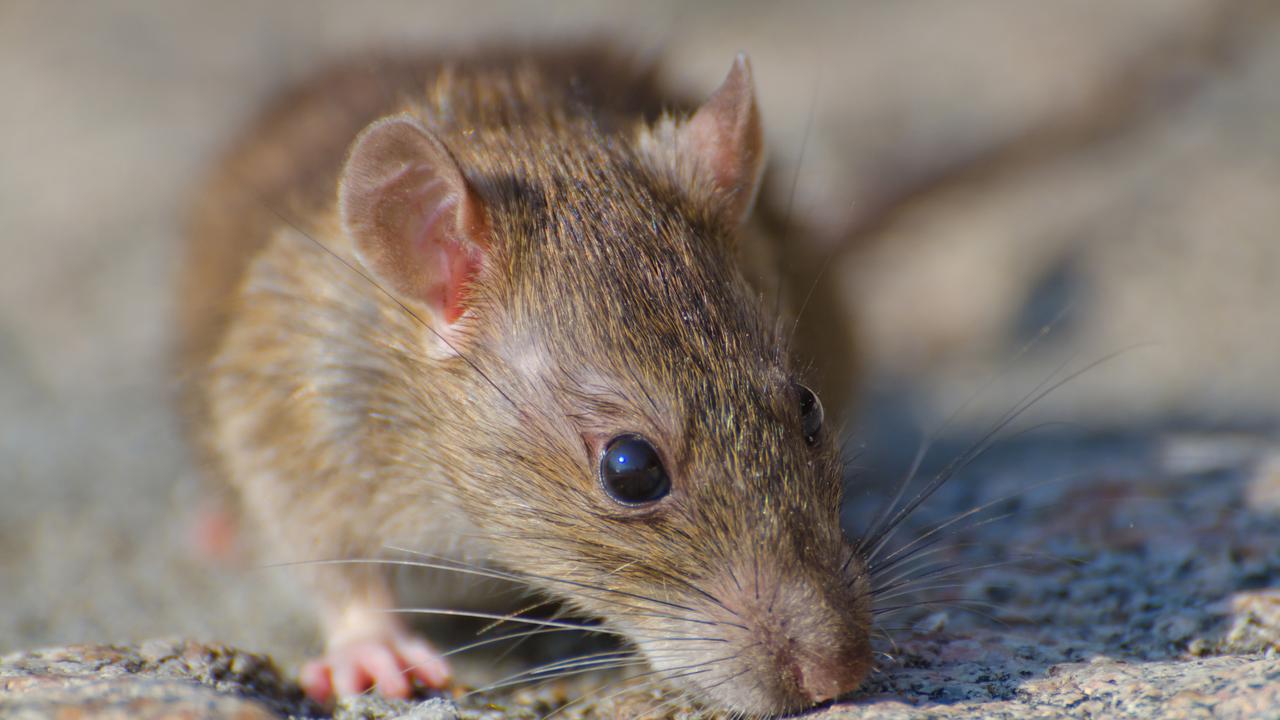 Ilustrasi tikus sebagai hewan pengerat paembawa virus Hanta/freepik.com/wirestock
