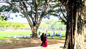 Peran Pohon untuk Jantung hingga Mental, Ahli Kesehatan Lingkungan: Seperti Menanam Oksigen. Foto: Liputan6.com/Ade Nasihudin.