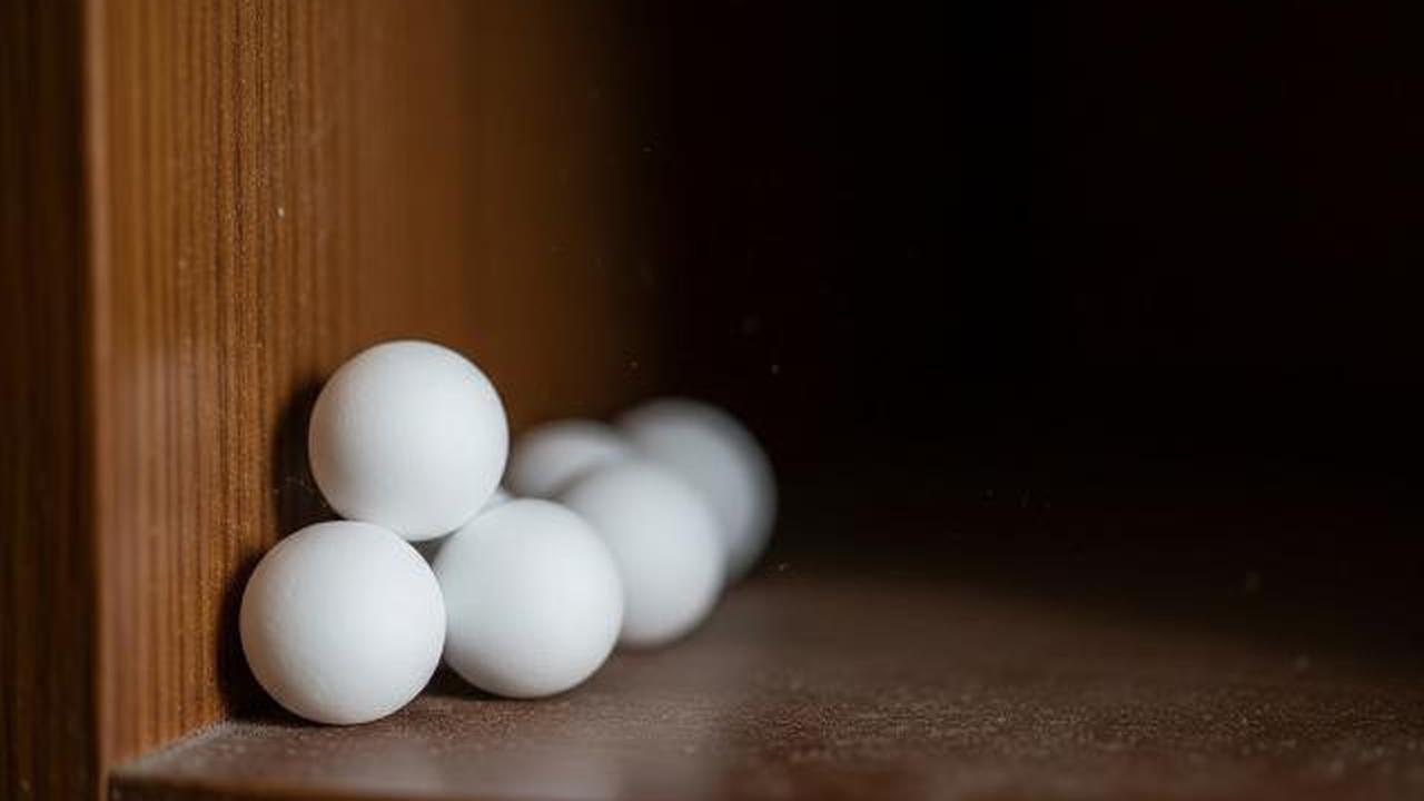 6 Cara Menghalau Tikus Got Masuk Rumah Saat Musim Hujan