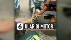 BIKIN BERGIDIK, ULAR BERSEMBUNYI DI MOTOR