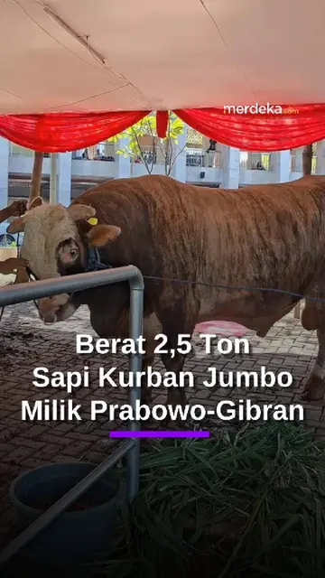 Penampakan Sapi Kurban Jumbo Milik Prabowo-Gibran, Total Bobot Berat Capai 2,5 Ton
