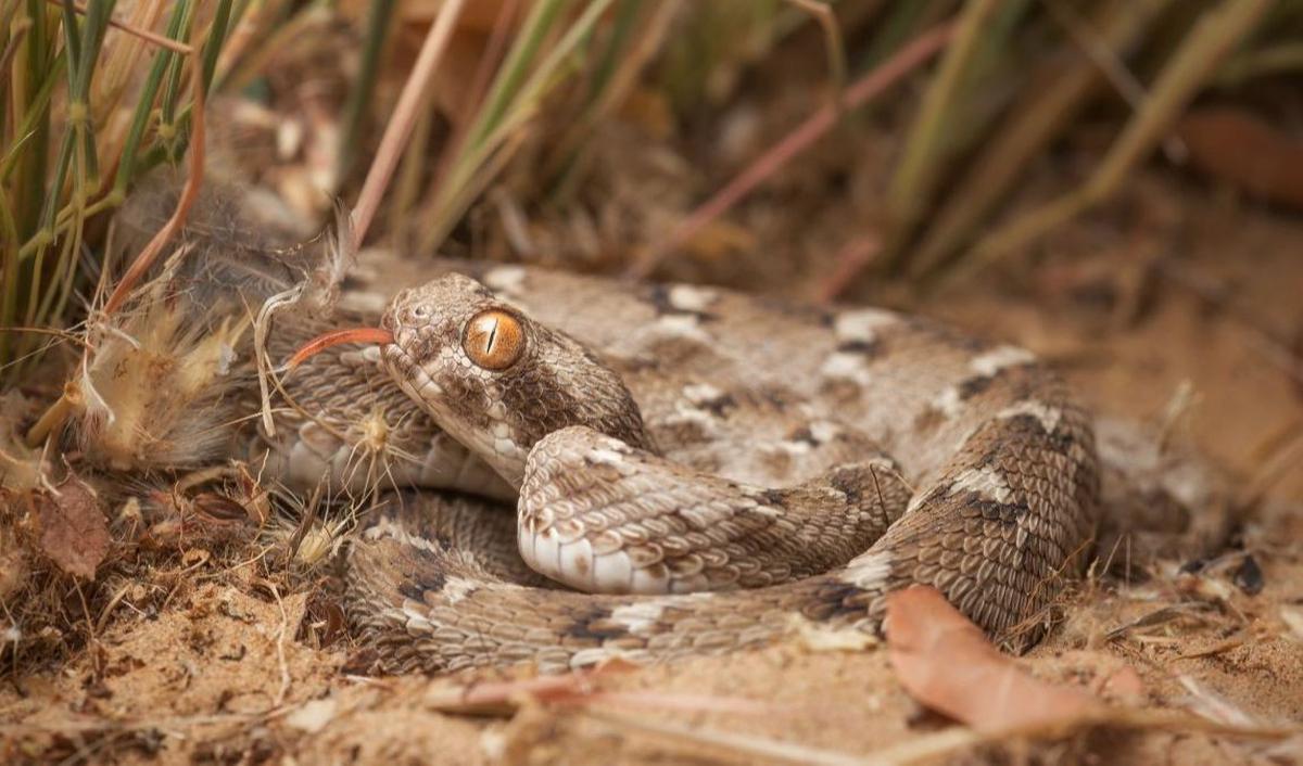 6. SAW-SCALED VIPER