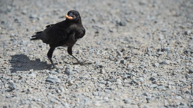Burung gagak dilatih memungut puntung rokok di taman Puy du Fou, Prancis barat, Selasa (14/8). Sebanyak enam gagak diajak untuk membersihkan taman dengan menggunakan kotak kecil yang memberikan santapan lezat. (AFP/SEBASTIEN SALOM GOMIS)