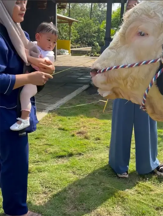Ricis juga mengajari putrinya melihat lebih dekat dan memberi makan sapi yang sangat besar. [Instagram/riaricis1795]