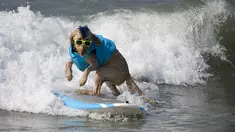 Seekor anjing berkompetisi dalam acara tahunan Surf City Surf Dog di Huntington Beach, California padaSabtu (25/9/2021). Para anjing menaklukkan ombak di atas papan surfingnya. (AP Photo/Ringo H.W. Chiu)