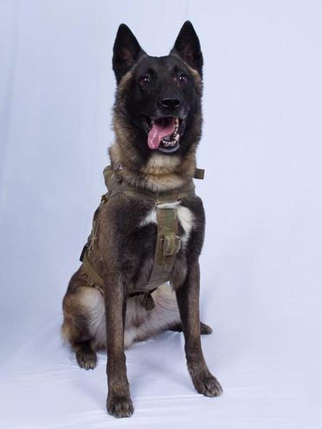 Anjing Militer Pelacak Baghdadi.