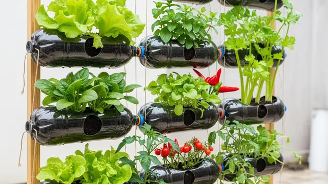 Ide Kebun Sayur di Teras Belakang dengan Botol Bekas