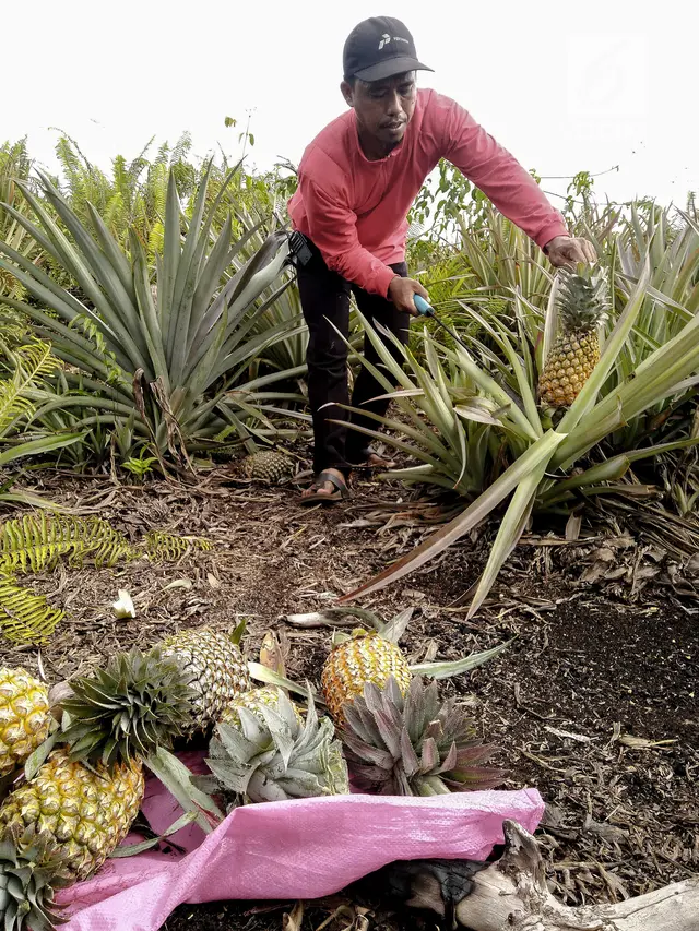 Pasca Kebakaran Hutan, Petani Gambut Tanam Nanas