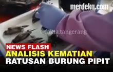 VIDEO: Kematian Ratusan Burung Pipit di Cirebon Diduga Akibat Fenomena Alam Ekstrem