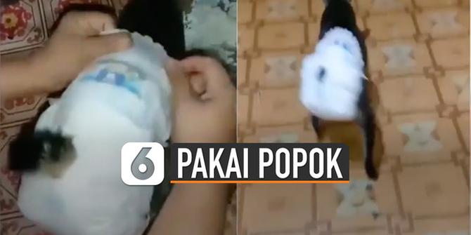 VIDEO: Kucing Pakai Popok Karena Buang Air Sembarangan