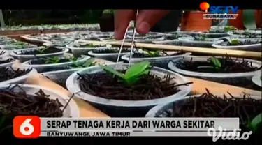 Budi daya tanaman anggrek milik Rohimah yang berada di kaki Gunung Raung, Kabupaten Banyuwangi, Jawa Timur terus berkembang. Kini dari budi daya tanaman anggrek bisa menghasilkan pundi-pundi rupiah bagi keluarga dan warga sekitarnya.