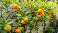7 Jenis Pohon Buah yang Tetap Hidup Walau Sering Dipangkas, Hasil Panen Lebih Optimal