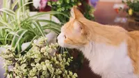 7 Tanaman yang Dibenci Kucing, Ampuh Usir Kucing Liar dari Rumah