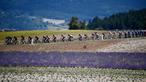 Pemandangan indah saat para pembalap beraksi pada etape 11 Tour de France 2021. (Foto: AFP/Anne-Christine Poujoulat)
