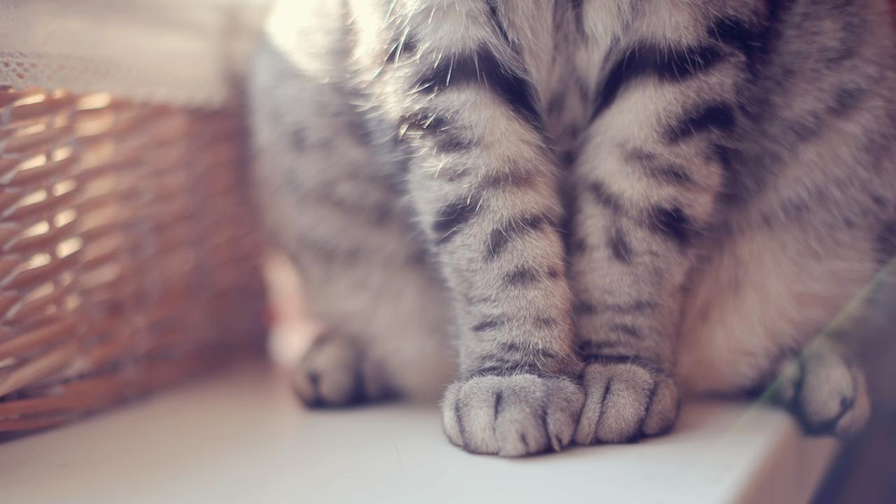 Sepenting Cuci Tangan Selama Pandemi, Ini Tips Tepat Jaga Kaki Kucing Selalu Bersih