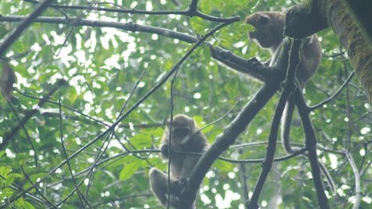 Kawanan kera di Bukit Menoreh