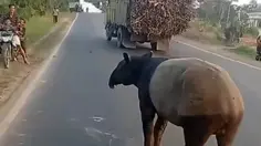 Geger Tapir Tiba-Tiba Muncul di Jalanan Lampung