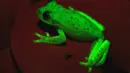 Para ilmuwan menemukan katak berpendar pertama di Santa Fe, Argentina, 16 Maret 2017. Katak pohon polkadot Amerika Selatan (Hypsiboas punctatus) ini mampu memancarkan cahaya hijau saat berada di bawah sinar UV. (C.TABOADA-J.FAIVOVICH/MACN-CONICET/AFP)
