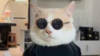 Deretan Kucing Viral dengan Pengikut Terbanyak di Media Sosial (Dewi Divianta/Liputan6.com)