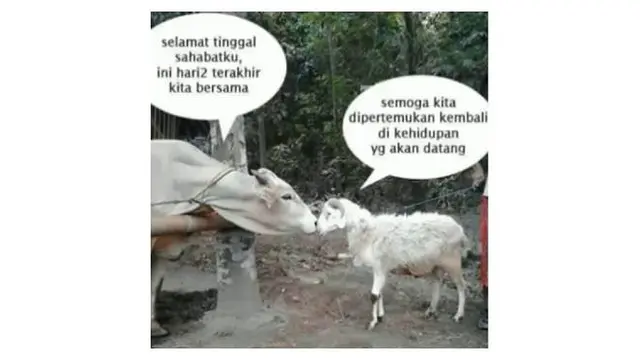7 Meme Absurd Kambing Jelang Hari Raya Idul Adha Ini Kocak