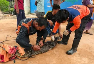 Pemancing di Kepri dapat buaya