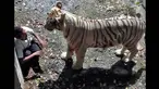 Seorang pria diterkam macan putih hingga tewas di Kebun Binatang New Delhi, India, Rabu (24/9/14). (Dailymail)