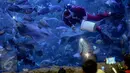 Penyelam mengenakan kostum Santa Claus memberikan makanan kepada kumpulan ikan di aquarium besar Sea World, Taman Impian Jaya Ancol, Jakarta, Minggu (25/12). (Liputan6.com/Faizal Fanani)