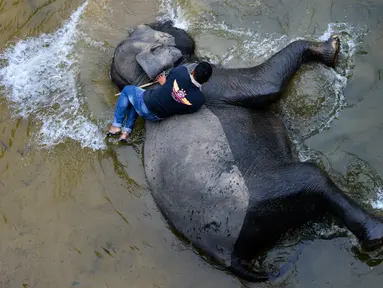 Pawang memandikan gajah Sumatera di sungai di Koridor Satwa Trumon, Kawasan Ekosistem Leuser, Aceh Selatan pada 15 April 2019. Ekosistem Leuser ini merupakan rumah bagi 105 spesies mamalia, 382 spesies burung, dan setidaknya 95 spesies reptil dan amfibi. (CHAIDEER MAHYUDDIN / AFP)