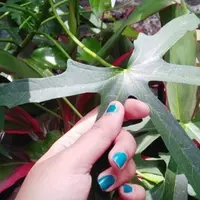 Daun Gedi